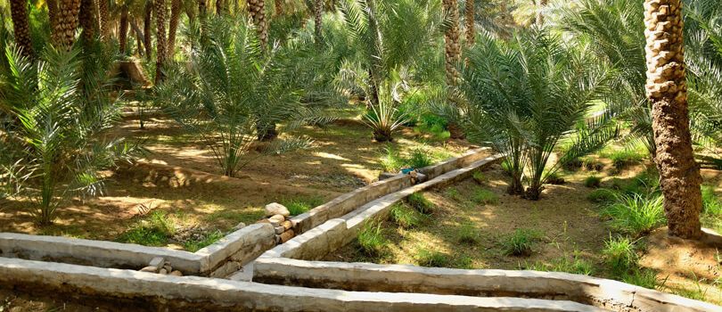 Al Ain Oasis
