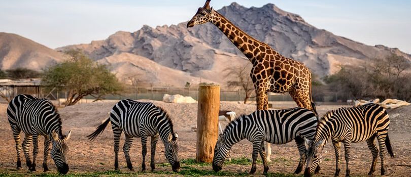 Al Ain Zoo