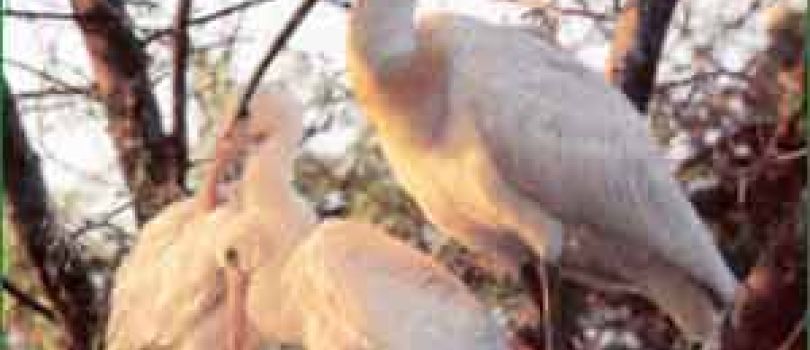 Wildlife & Pinch of Culture Tour