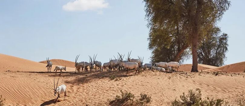 Sharjah Desert Park