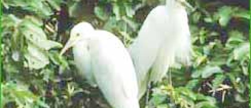 South India Wildlife Tour