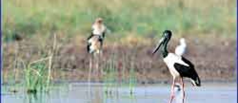 Gujarat Wildlife Tour