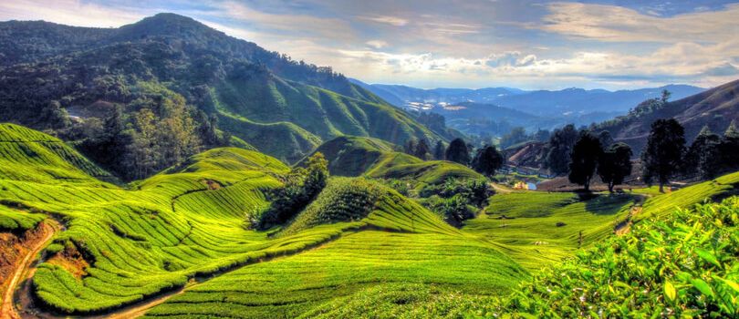 Cameron Highlands