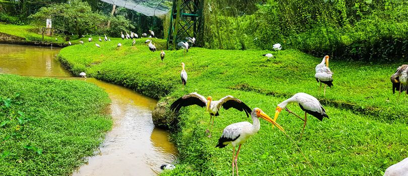 Kuala Lumpur Bird Park