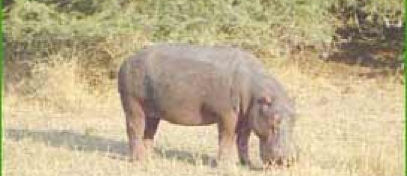 Liwonde National Park