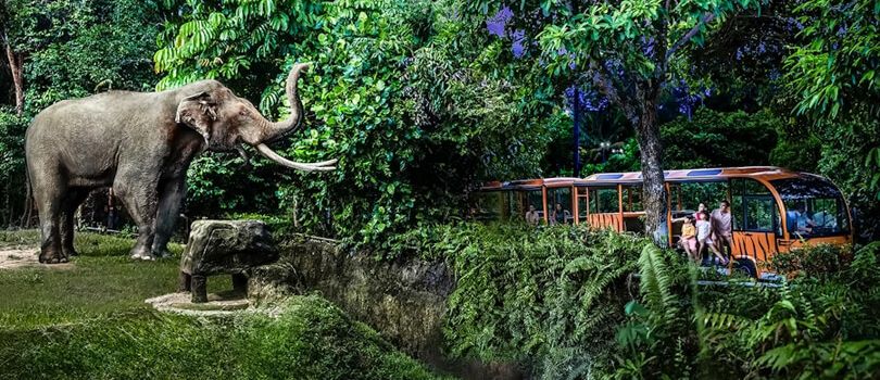 Singapore Night Safari