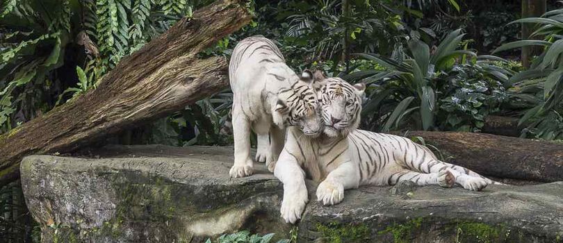 Singapore Zoo