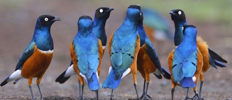 Birdwatching Safaris