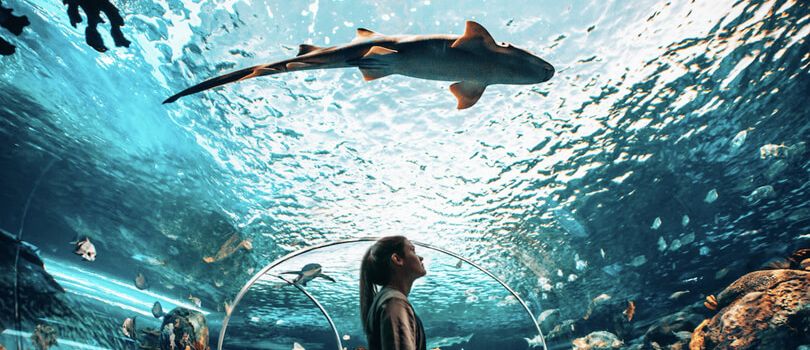 Ripley's Aquarium of Canada