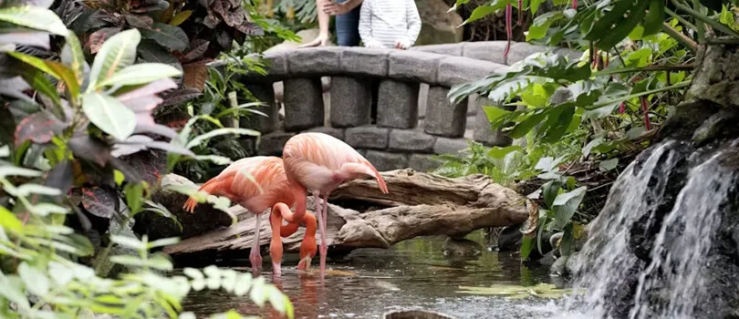 Victoria Butterfly Gardens