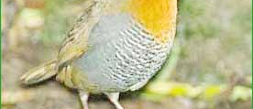 Puyehue National Park