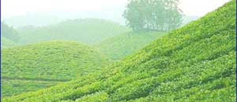The Heritage City Of Kerala Tour