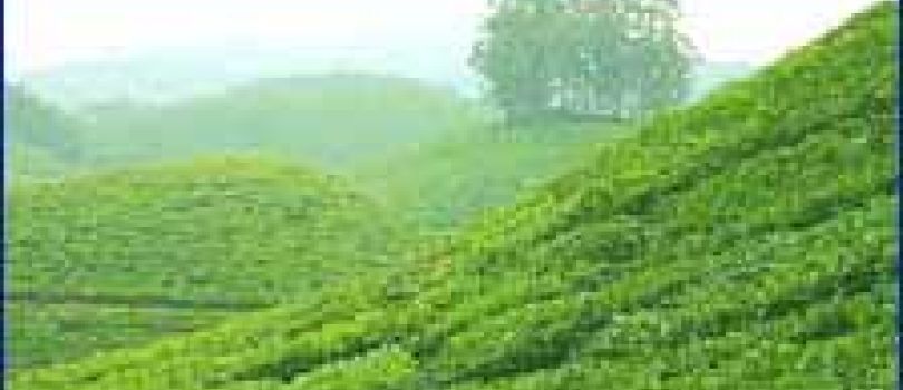 Kerala Honeymoon 4 Days/ 3 Nights