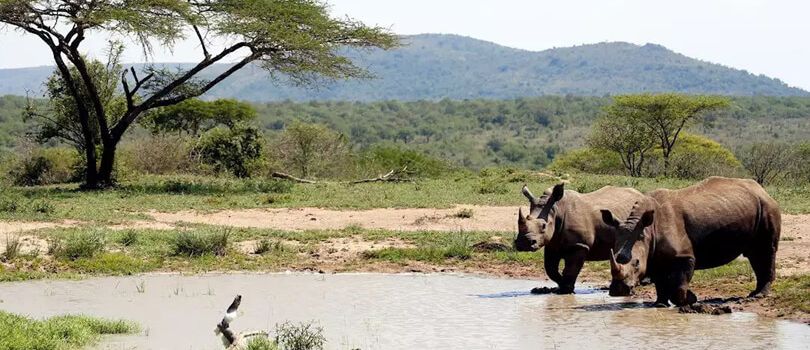 Hluhluwe Umfolozi Game Reserve