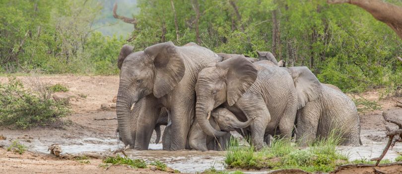 Hluhluwe Umfolozi Park