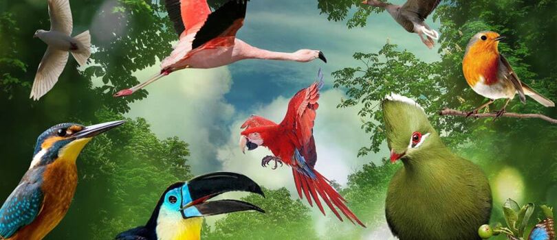 Birds of Eden Bird Sanctuary