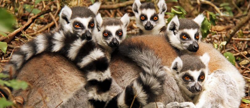 Monkeyland Primate Sanctuary