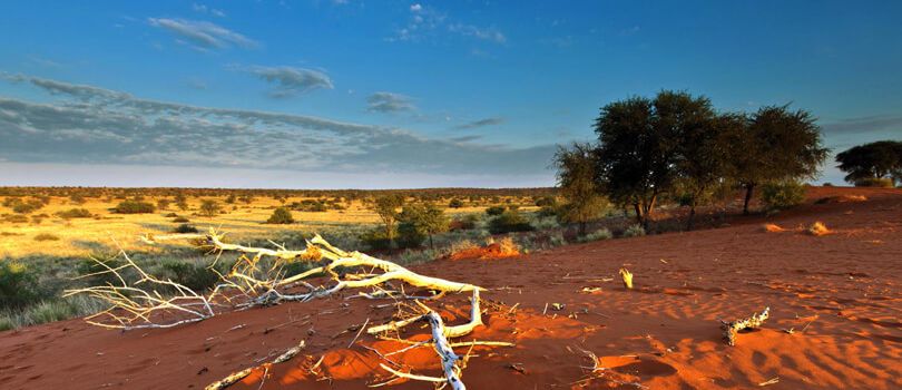 Kgalagadi Transfrontier Park