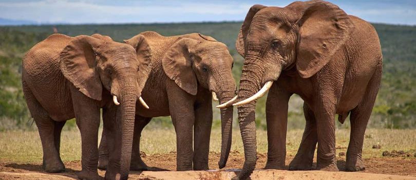 Addo Elephant National Park