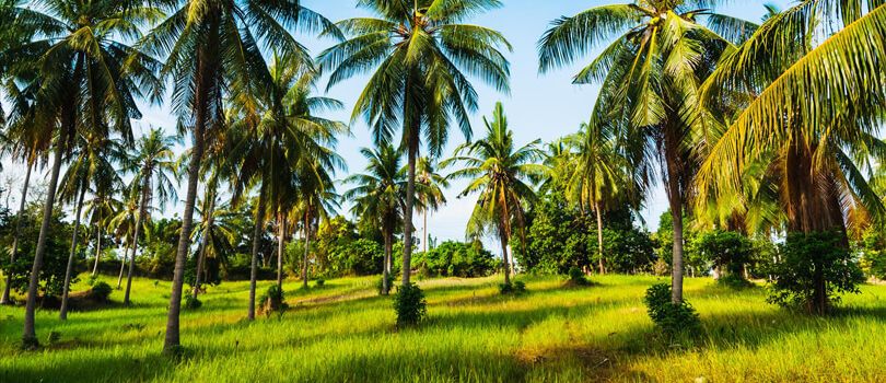 Coconut Gardens