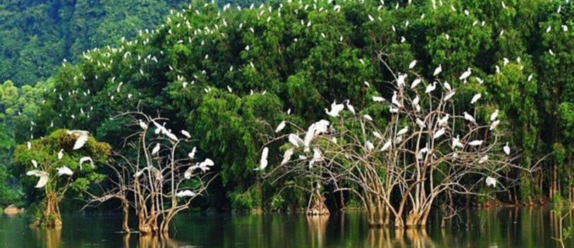 Vam Ho Bird Sanctuary