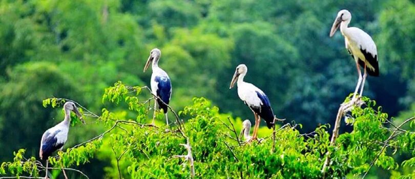 Bang Lang Stork Sanctuary