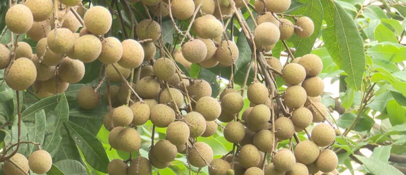 Hung Yen Longan Gardens