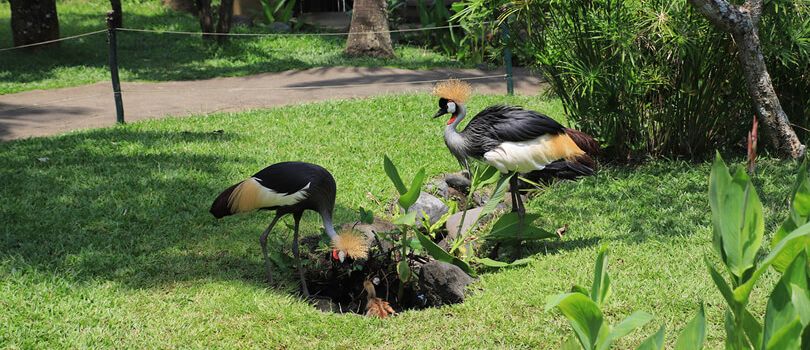 Bali Bird Park