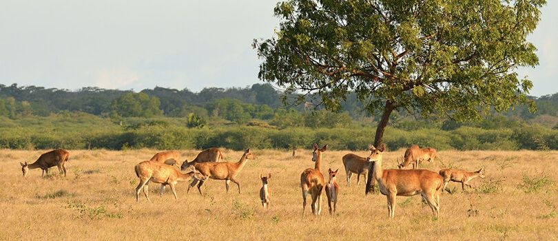 Baluran National Park