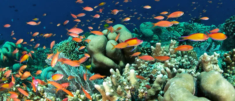 Bunaken National Marine Park