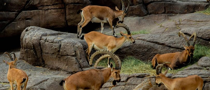 Arabian Wildlife Center