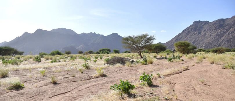 Air and Tenere National Nature Reserve