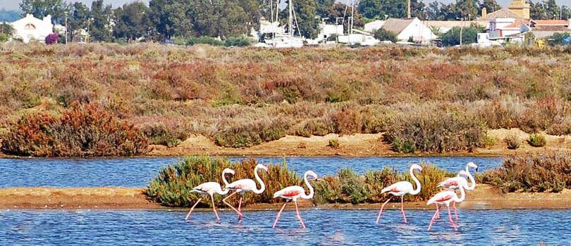 Ria Formosa Natural Park