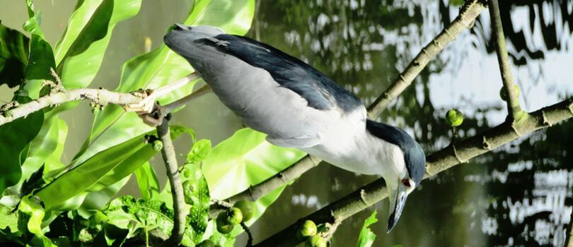 Kuala Gula Bird Sanctuary