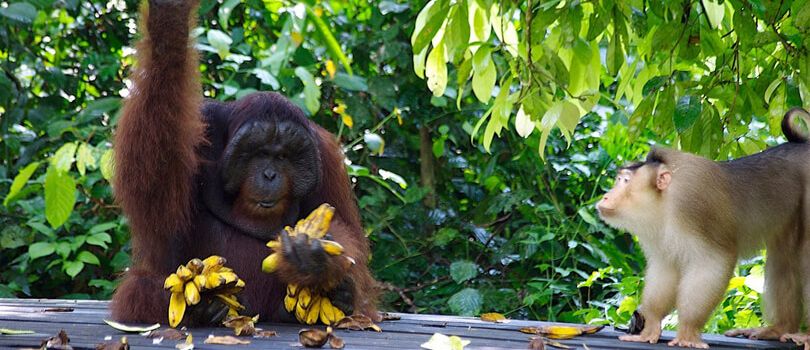 Sepilok Orang Utan Sanctuary