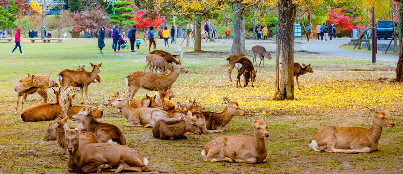 Nara Park