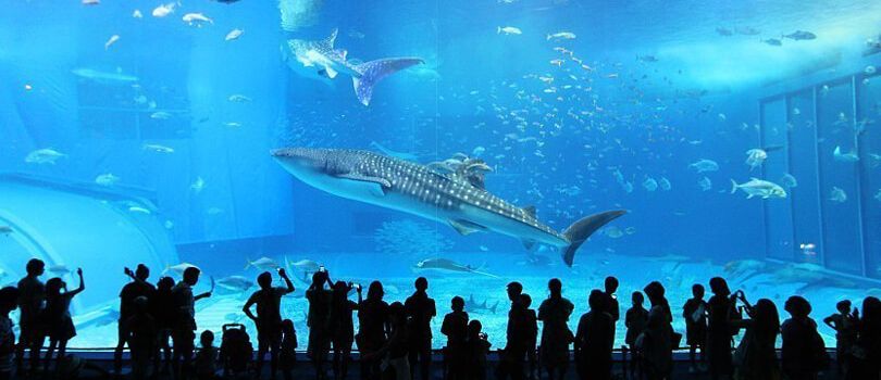 Okinawa Churaumi Aquarium