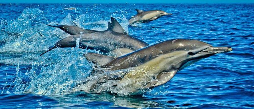 Kisite-Mpunguti Marine National Park