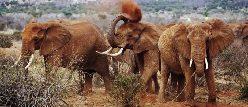Tsavo East National Park