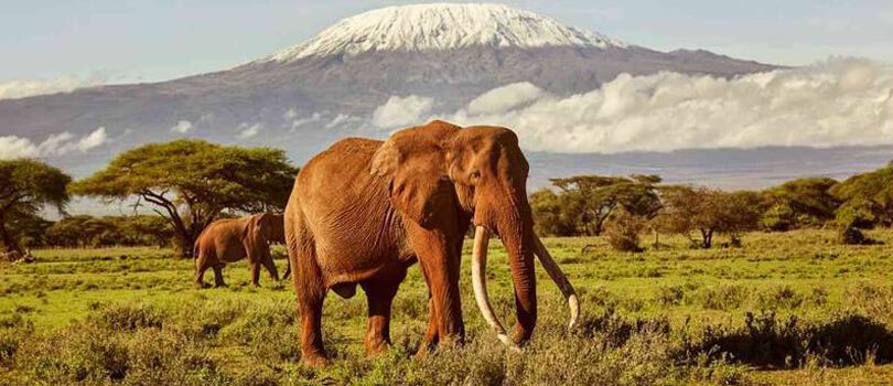 Amboseli National Park