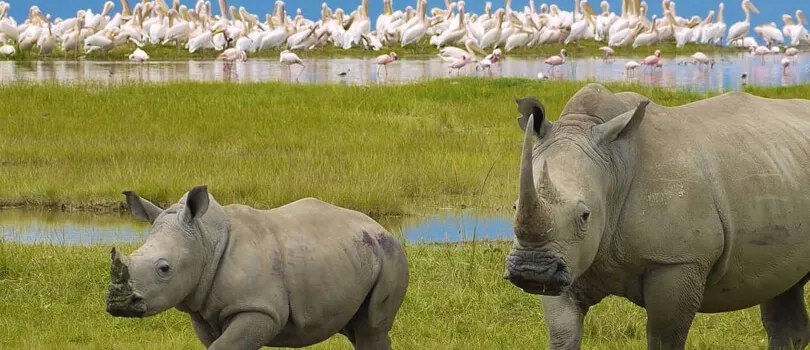 Lake Nakuru National Park
