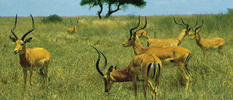 Nairobi National Park