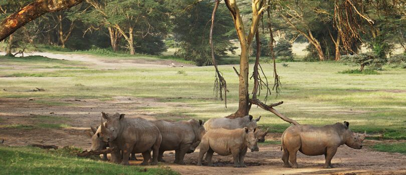 Arawale National Reserve