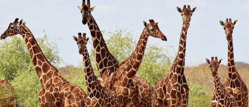 Bour-Alhi Giraffe Sanctuary