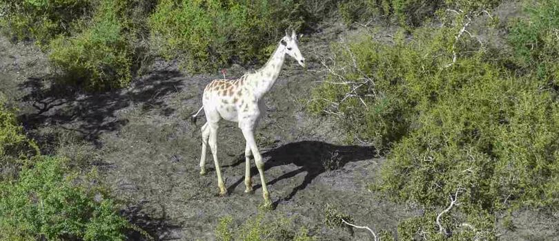Ishaqbini Hirola Conservancy