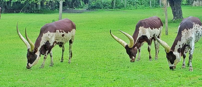 Kitale Nature Conservancy