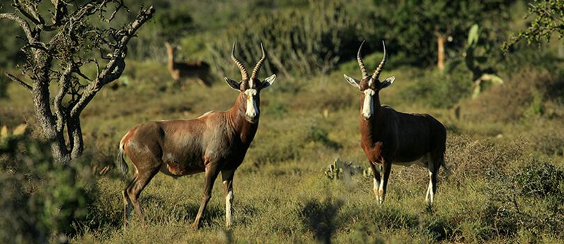 Saiwa Swamp National Park