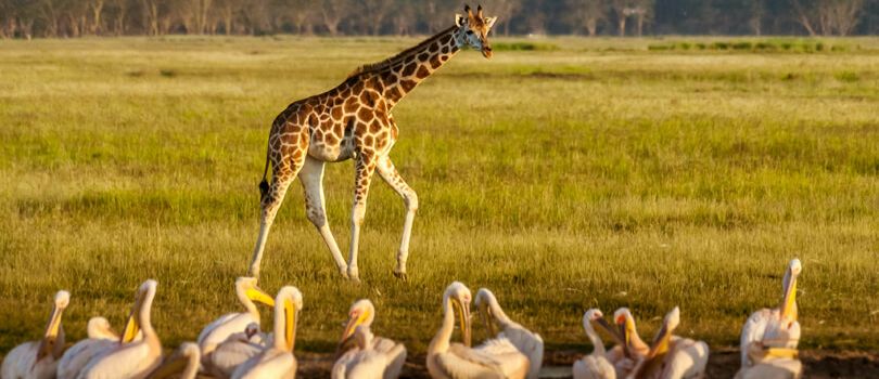 Soysambu Conservancy