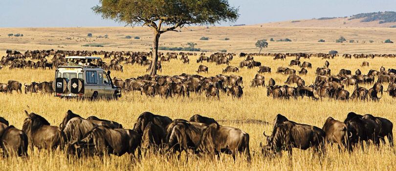 Masai Mara National Reserve