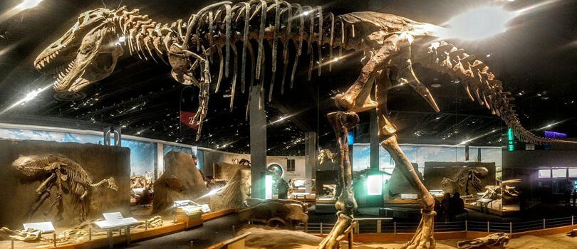 Royal Tyrrell Museum